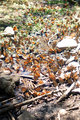 Michoacan Monarch Butterflies