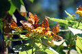 Butterfly Cluster