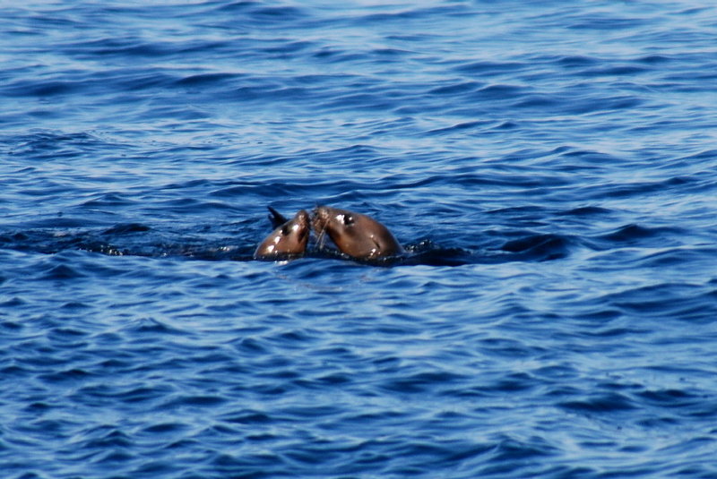 The Kiss II