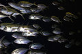 Piranha