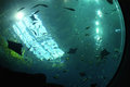 Stingrays