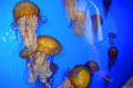 Jelly fish