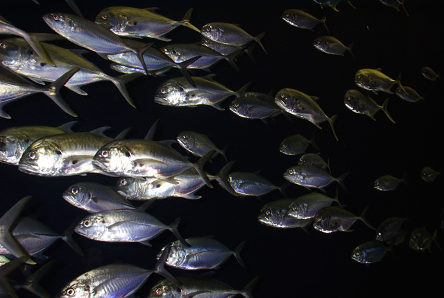 Piranha