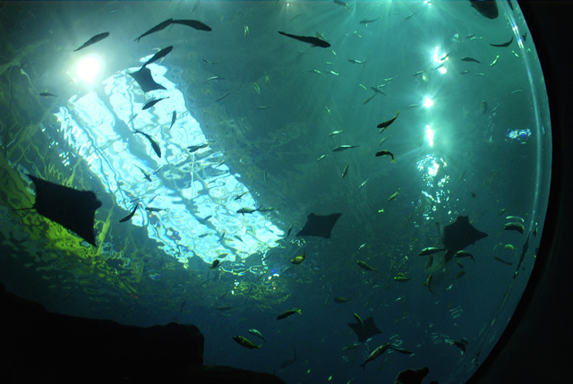 Stingrays