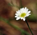 Daisy Brown