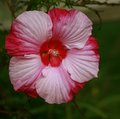 Giant Hibiscus