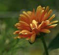 Orange Jubilee