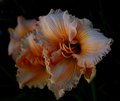 Lily Cool