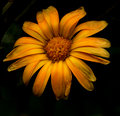 Aged Beauty II