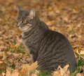 October Kitty