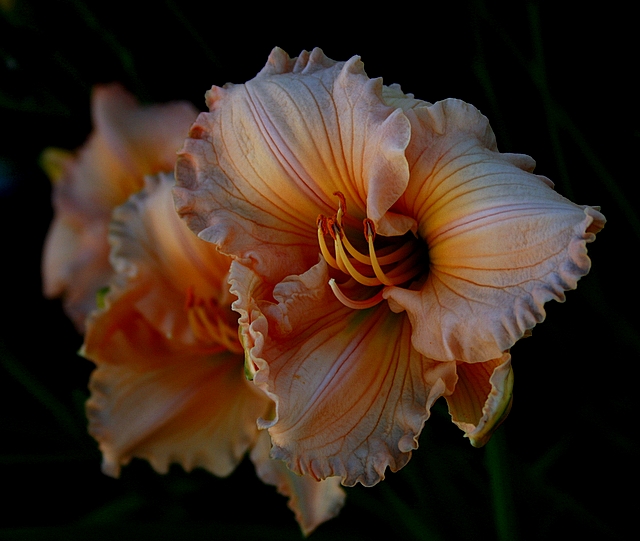 Lily Cool