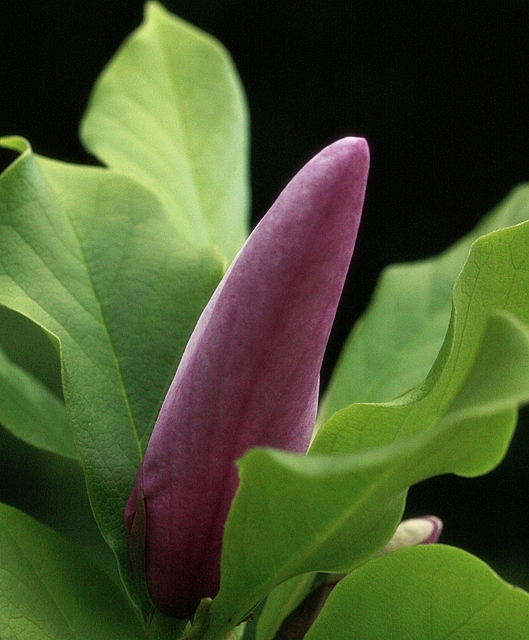 Magnolia in the Making