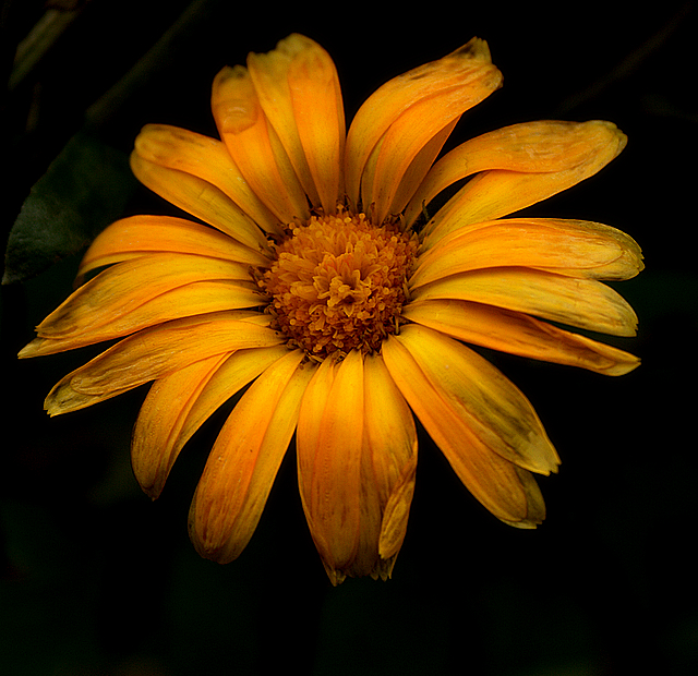 Aged Beauty II