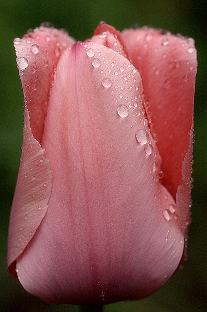 Pink Champagne