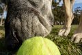 Week 9 bonus - At the dog park
