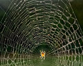 Out and About in Seattle Week 33 - Spidey