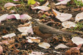 American Robin