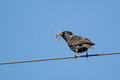 European Starling