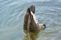 Canada Goose