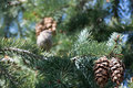 Ruby-Crowned Kinglet