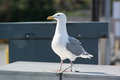 Glaucus-Winged Gull