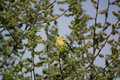 American Goldfinch