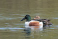 Northern Shoveler