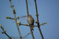 House Finch