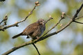 Song Sparrow