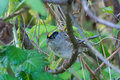 Golden-crowned Sparrow