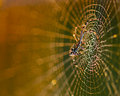 Bokeh IV outtake 1