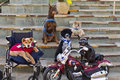 San Diego Hospice Therapy Dogs