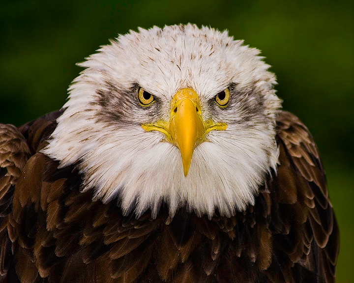 Staring Contest by SoulMan1978