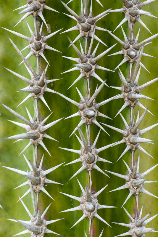 In and Around Balboa Park Week 11 - Spiky