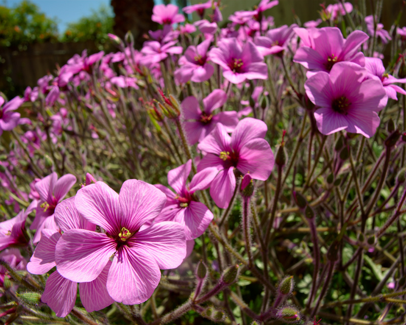 In and Around Balboa Park Week 15 - Spring