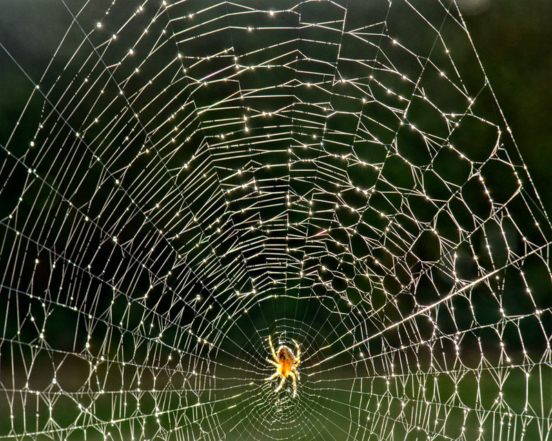 Out and About in Seattle Week 33 - Spidey