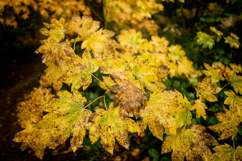 Out and About in Seattle Week 40 - Leaves