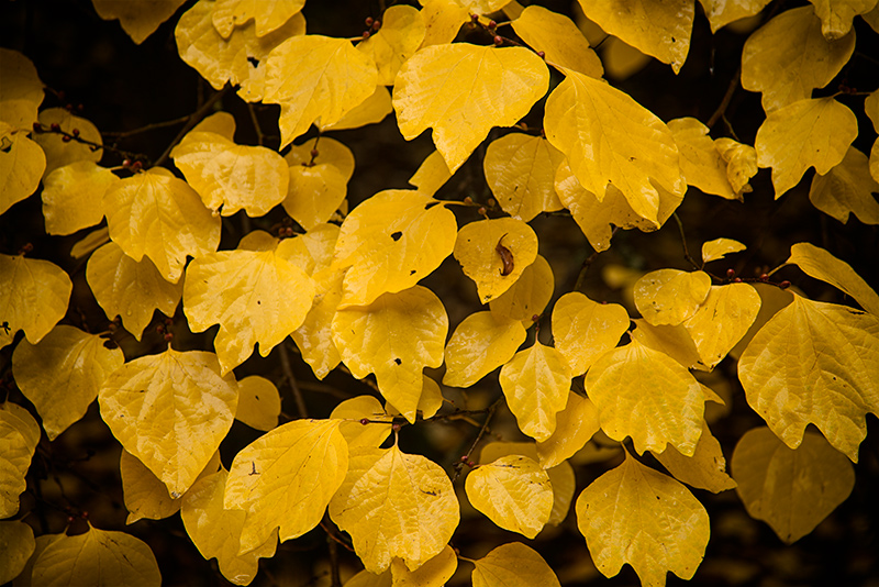 Out and About in Seattle Week 44 - More Leaves