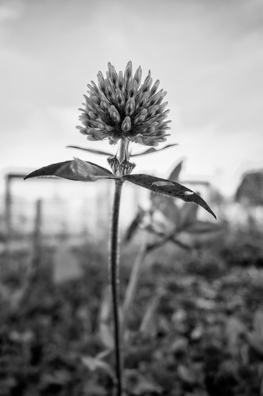 Out and About in Seattle Week 46 - Clover