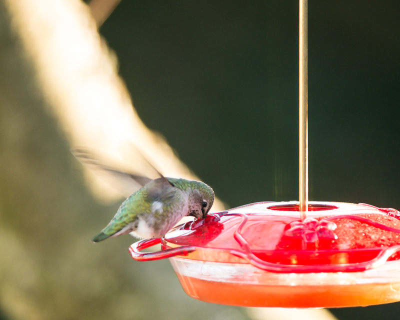 Out and About in Seattle Week 48 - Bird Feeder
