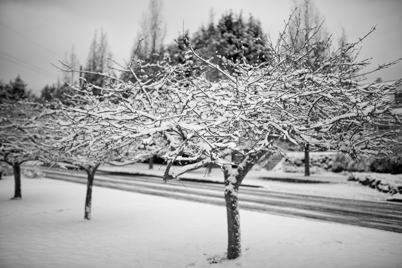 Week 8 - Snow Day