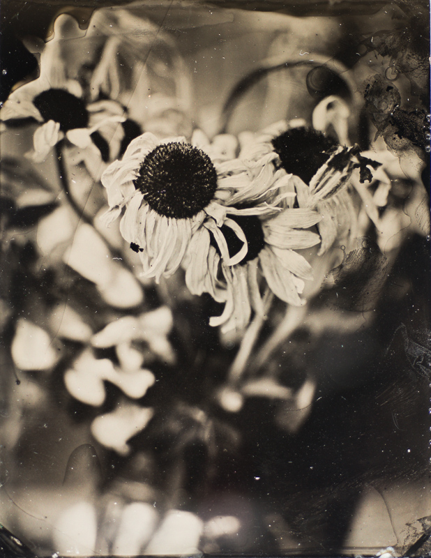 Week 27 - Dead Flowers