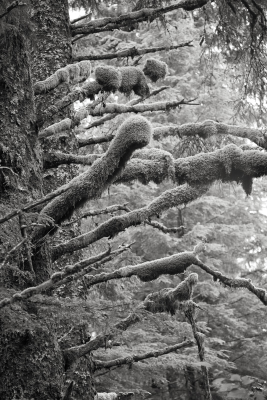 The Rainforest