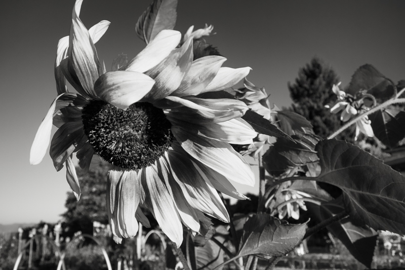 Week 42 - Flower