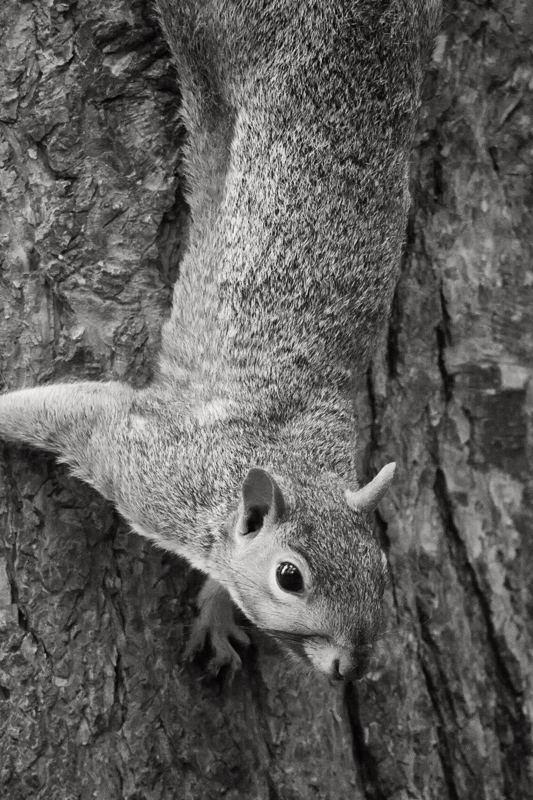 Week 42 - Yes, it's really a squirrel