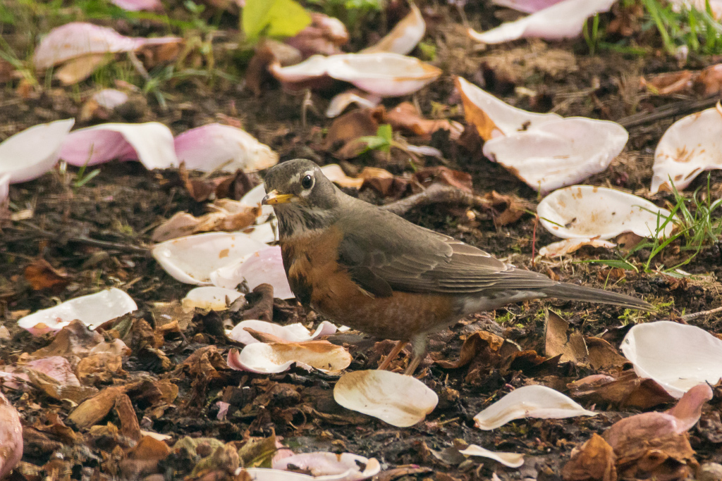 American Robin