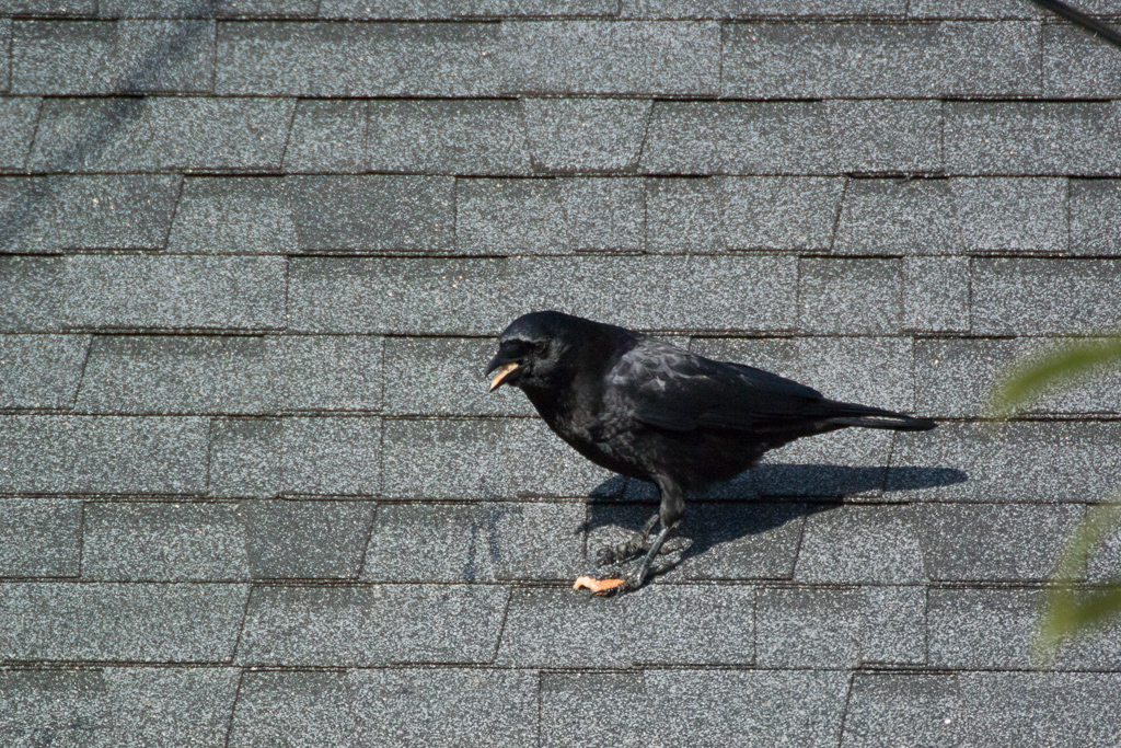 American Crow