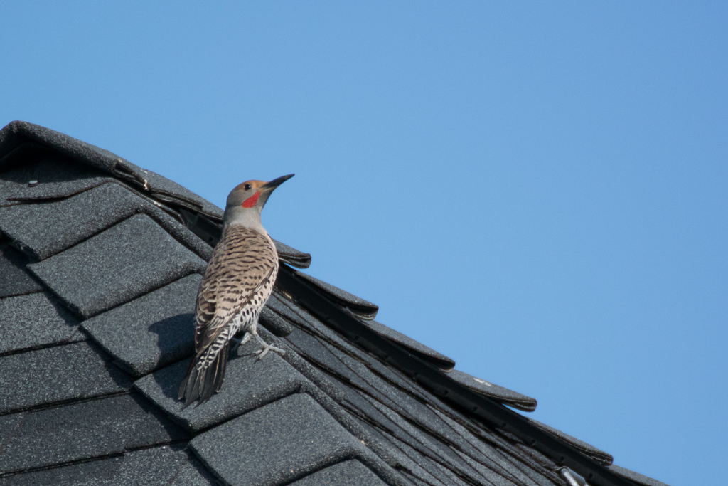 Northern Flicker