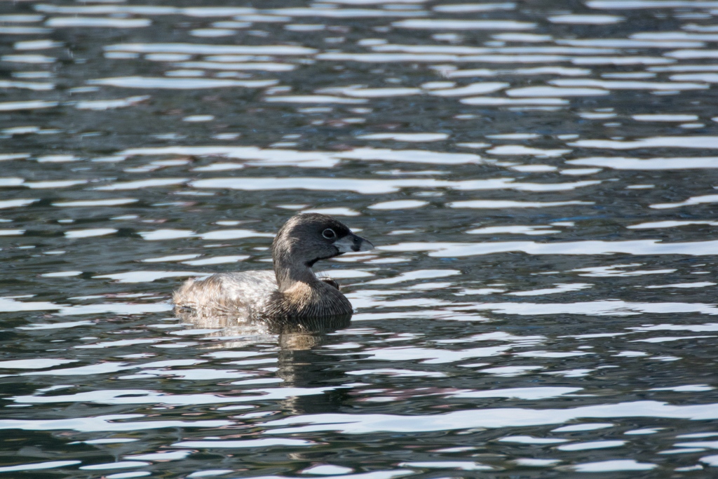 Pied-billed Grebe