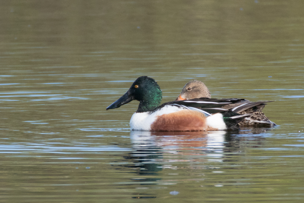 Northern Shoveler